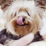 gutes Trockenfutter Hund für gesunde Zähne Ihres Hundes