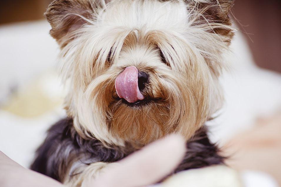 gutes Trockenfutter Hund für gesunde Zähne Ihres Hundes